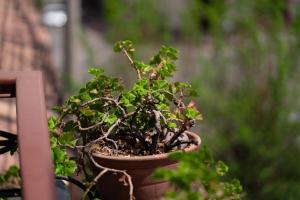 Hotel La Posada de Atahualpa
