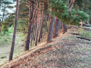 Rāznas ezera namiņš D1 ar elektrisko apkuri