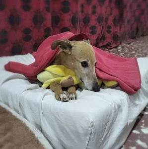 Hostal Canino Amigos de Bauti - Guaymallen