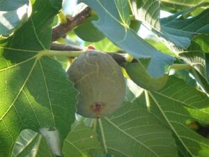 Apartments Lucija - One Bedroom Apartment with Terrace