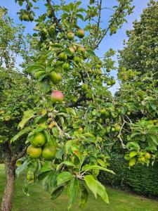 Maisons de vacances La Maison des Saveurs : photos des chambres