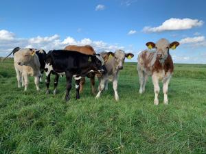 Boerencamping Swarthoeve