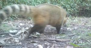 Cabana no Rincão Gaia