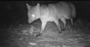 Cabana no Rincão Gaia