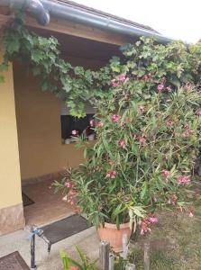 Three-Bedroom Apartment in Balatonlelle I