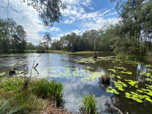 Chartreuse Tiny Home on Green Valley Fingerlime Farm