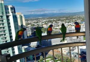 SURFERS PARADISE ABSOLUTE BEACHFRONT WITH VIEWS, HIGH LEVEL 1br Apt - IDEAL FOR COUPLES or 2 PPL TRAVELLING TOGETHER