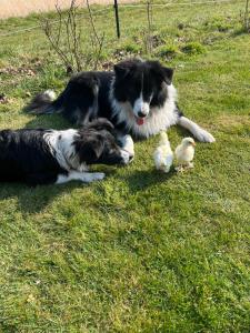 Familienurlaub mit Hund, Wellness & Bauernhoferlebnis im Münsterland