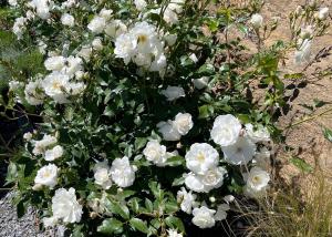 Appartements Villa d'Arnaud : photos des chambres