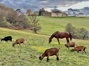 Domaine de Cazal - Gîte 2 pers avec piscine au cœur de 26 hectares de nature préservée - Les Eyzies-de-Tayac-Sireuil