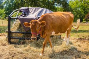 Tranquil Dome at Faraway Camp