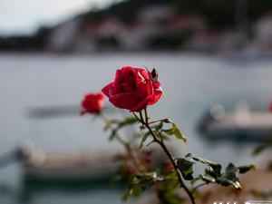 Apartments Malo Lago - One-Bedroom Apartment with Balcony and Sea View - Attic Apartment 1