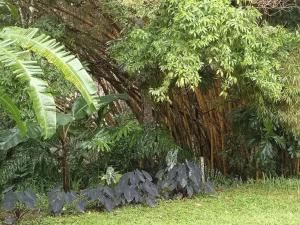 SOL & SELVA Hostal Mocoa Putumayo