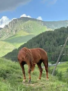 Greenview House - Vardanlu