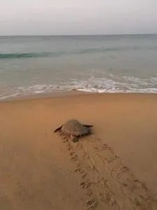 Sea castle beach homestay - Kottara