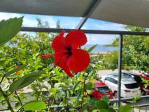 Apartman Ruža 
