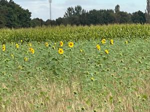 Gasterij Hotel Dennenoord