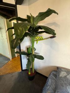 Appartements Jungle Cosy : photos des chambres