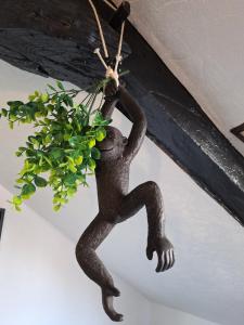 Appartements Jungle Cosy : Appartement 4 Chambres