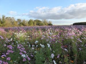 Charmante fermette au calme avec équipements modernes, proche vignobles et châteaux - FR-1-591-48