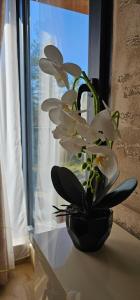 Green Hill Isidorovic Divcibare