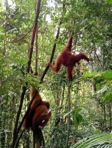 Green View Guest House only treking with US