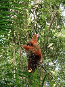 Green View Guest House only treking with US