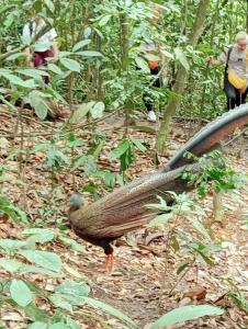 Green View Guest House only treking with US