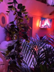 Appartements jacuzzi exotique cinema : photos des chambres