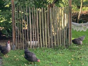 Nice flat near Brussels