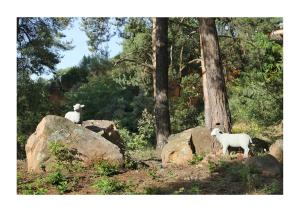 Villas Nid d’aigle panorama Luberon : Villa