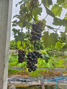 มนัสนันฐ์บ้านสวน รีสอร์ท จังหวัดหนองบัวลำภู