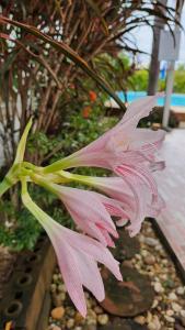 Nuchs Apple Guest House