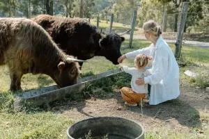 Family Fun On The Farm! Close to Kenilworth Stylish Feed Friendly Cows Breathtaking 360 Views - Booloumba