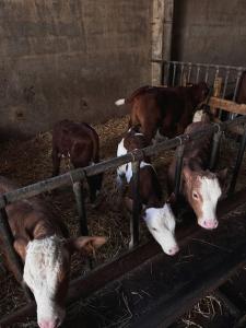 Appartements Baby Jane, Studio front de neige : photos des chambres
