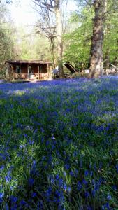 The Shack in the Woods- Off Grid