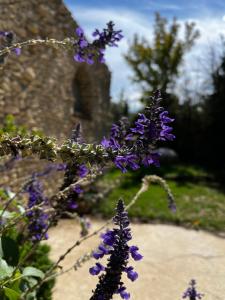 Villas Havre de paix en Provence : photos des chambres