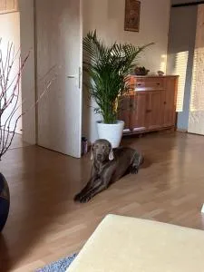 Ferienwohnung in der Schorfheide - Biesenthal