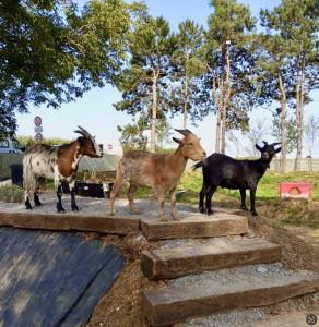 Campings Le Bold-air Terrain Agricole Loisir Cross Etang : photos des chambres