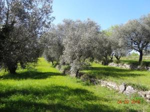 Au calme en campagne au milieu des oliviers centenaires