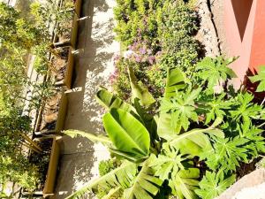 Green Villa The Canarian Garden by CanaryScape