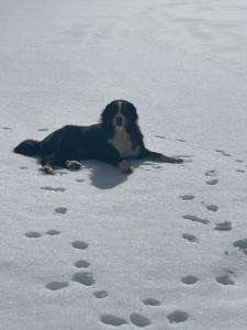Ferienwohnung Bernhardiner