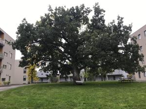 Ski VM i Trondheim 2025