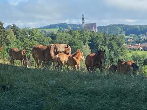 Haus Vogl - Fewo mit priv. Sauna und traumhaften Salzwasser-Pool