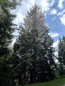 La Mansarda di Laura a Danta