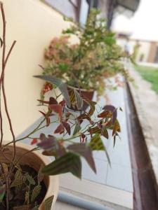 Ipoh Buntong Corner homestay