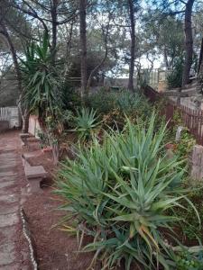 trilocale sul mare con giardino privato img20
