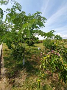 Casute in Delta Dunarii, Nufaru