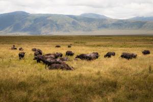 Kuoom Serengeti