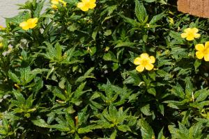 Casa las Clavellinas